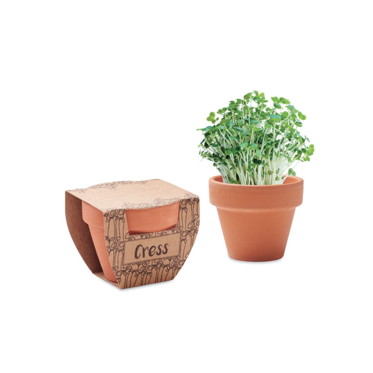 Nasiona rzeżuchy w doniczce CRESS POT mo2219-40