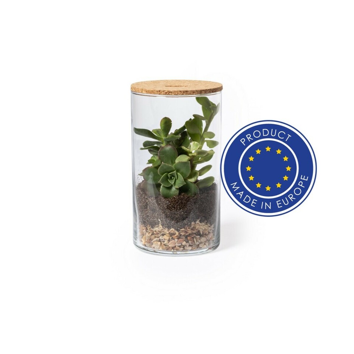 Szklane terrarium, nasiona kaktusa V0917-00_0