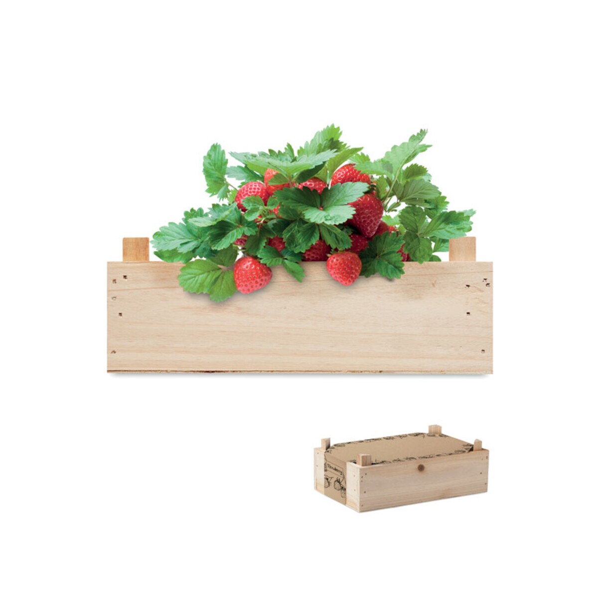 Zestaw do uprawy truskawek STRAWBERRY mo6506-40