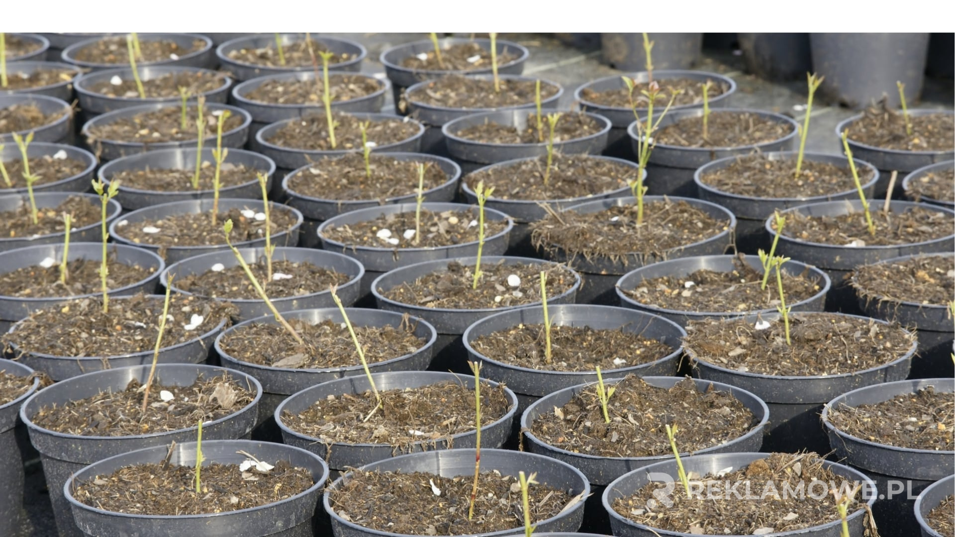 Zmienne doniczki reklamowe pasujące do każdego sezonu