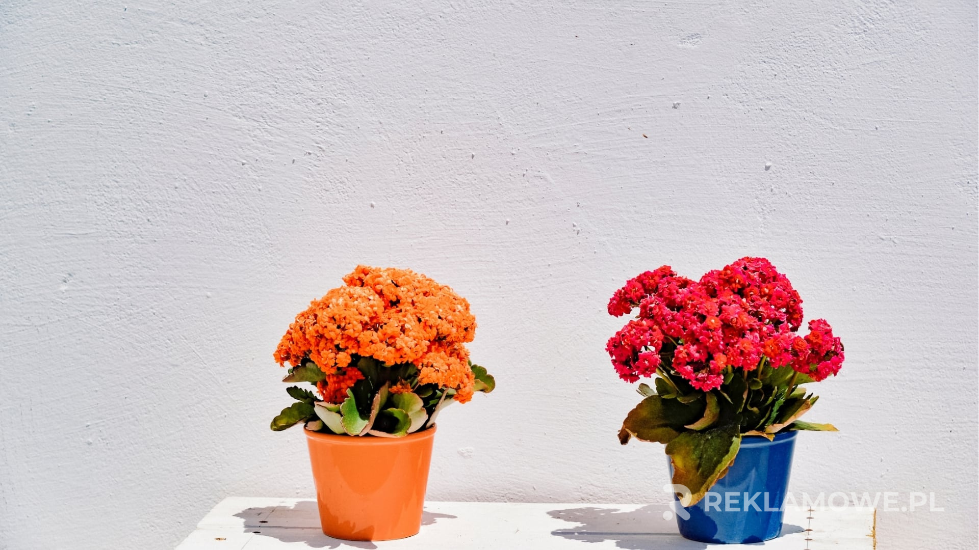 Doniczki reklamowe jako ozdoba biurowa