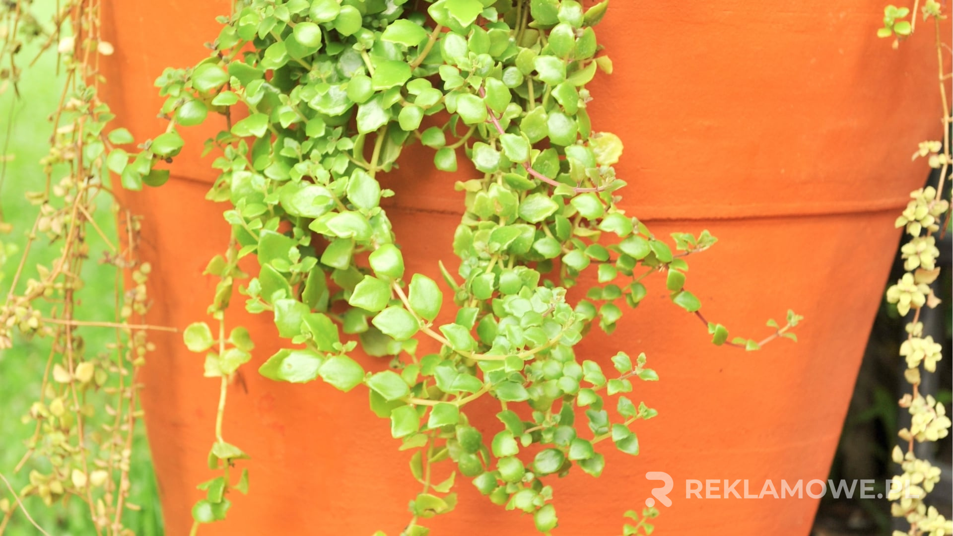 Doniczki reklamowe z logo firmy