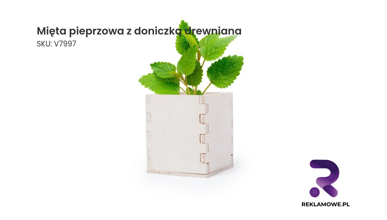 mieta pieprzowa z doniczka drewniana