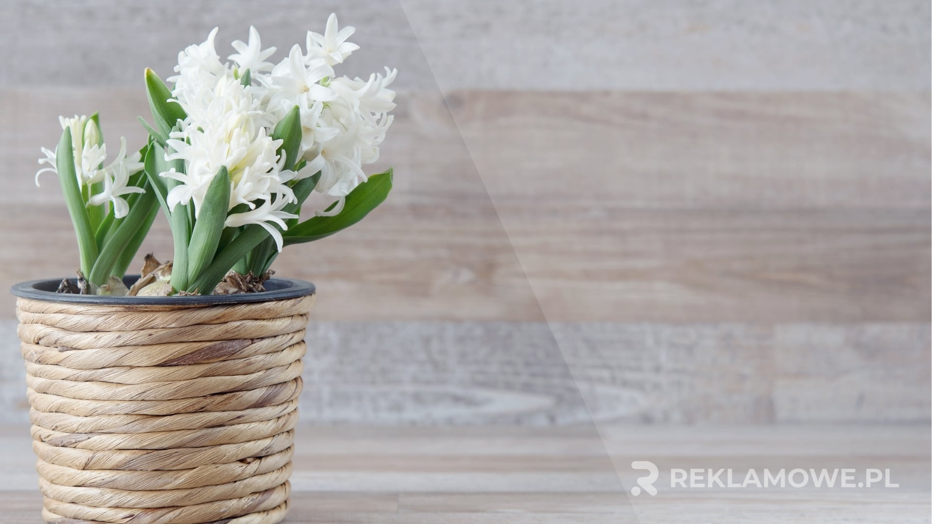 Wizualny wpływ reklamowych doniczek na klienta