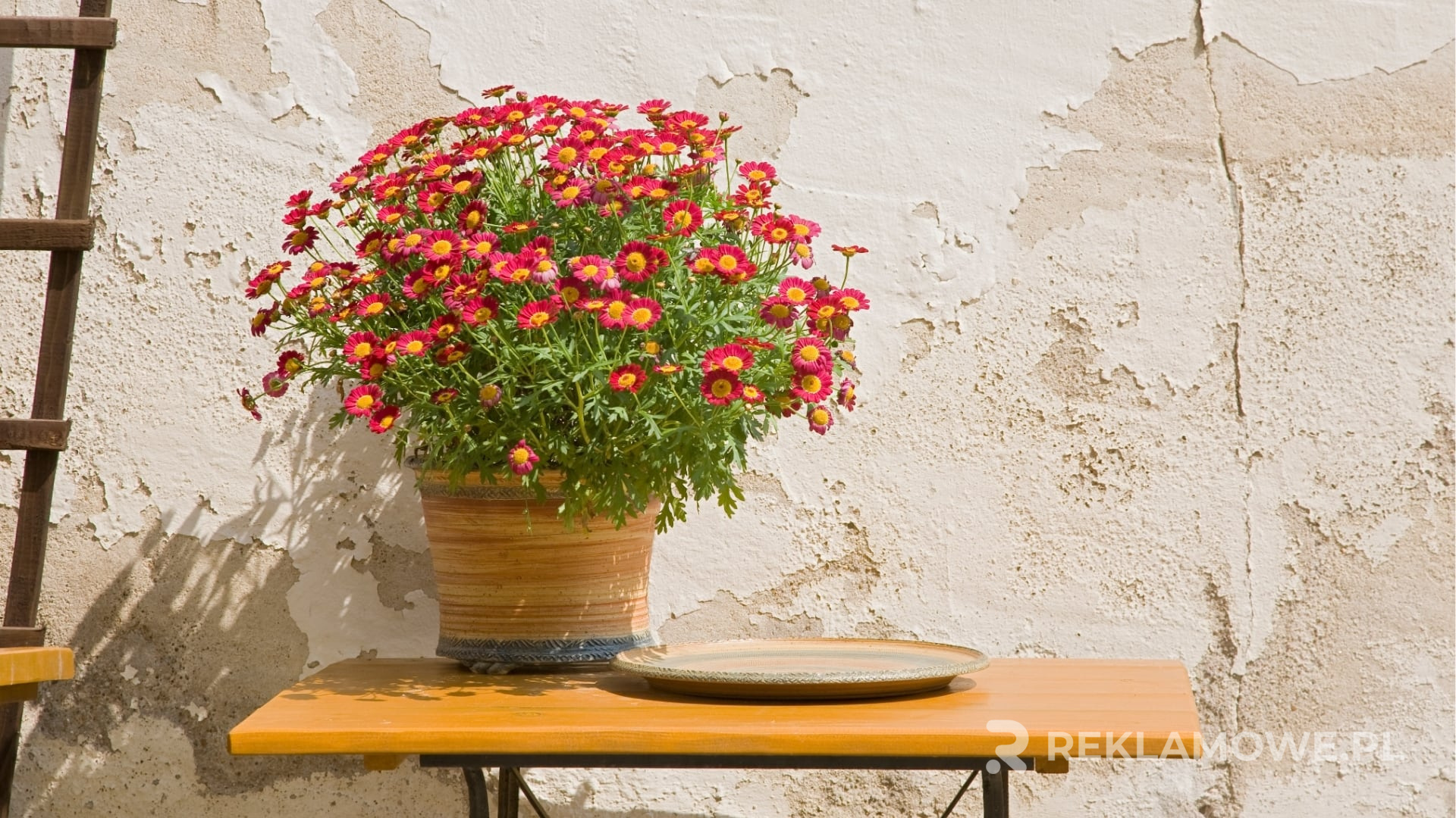 Personalizowana doniczka reklamowa na biurku